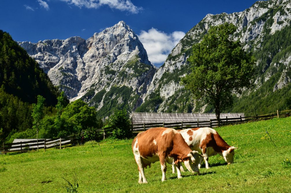 A herd of cows grazing on pasture in the Robanov Kot Valley in Slovenia