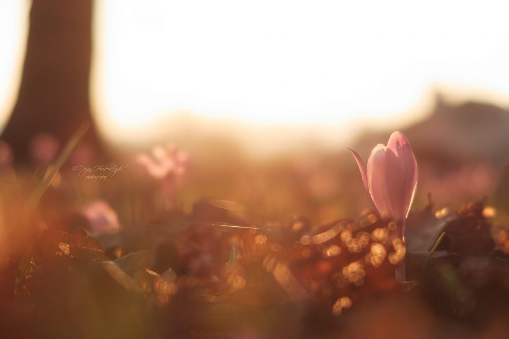 spring-season-slovenia