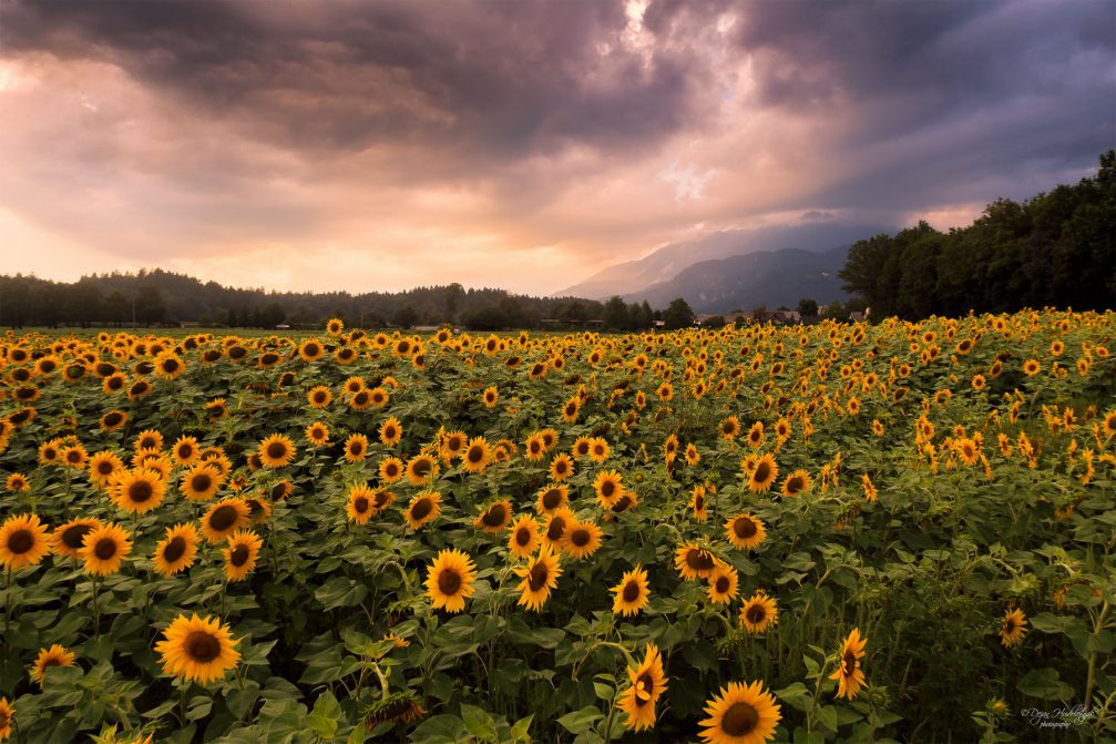 A large sunflower field in northwestern Slovenia