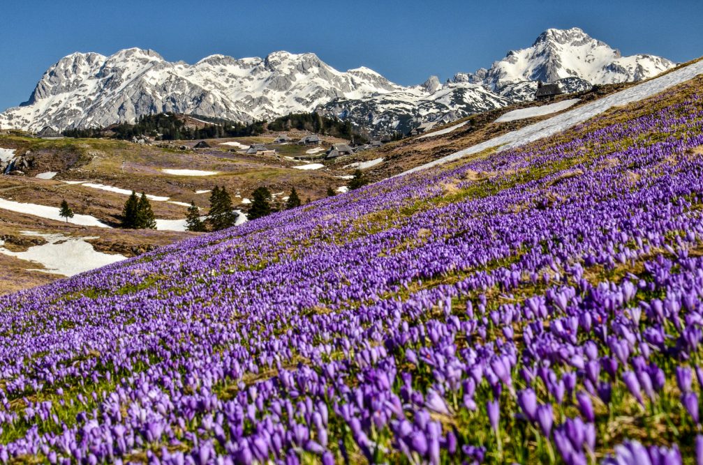 Crocus carpet of purple flowers on the Velika Planina meadows in the Kamnik-Savinja Alps