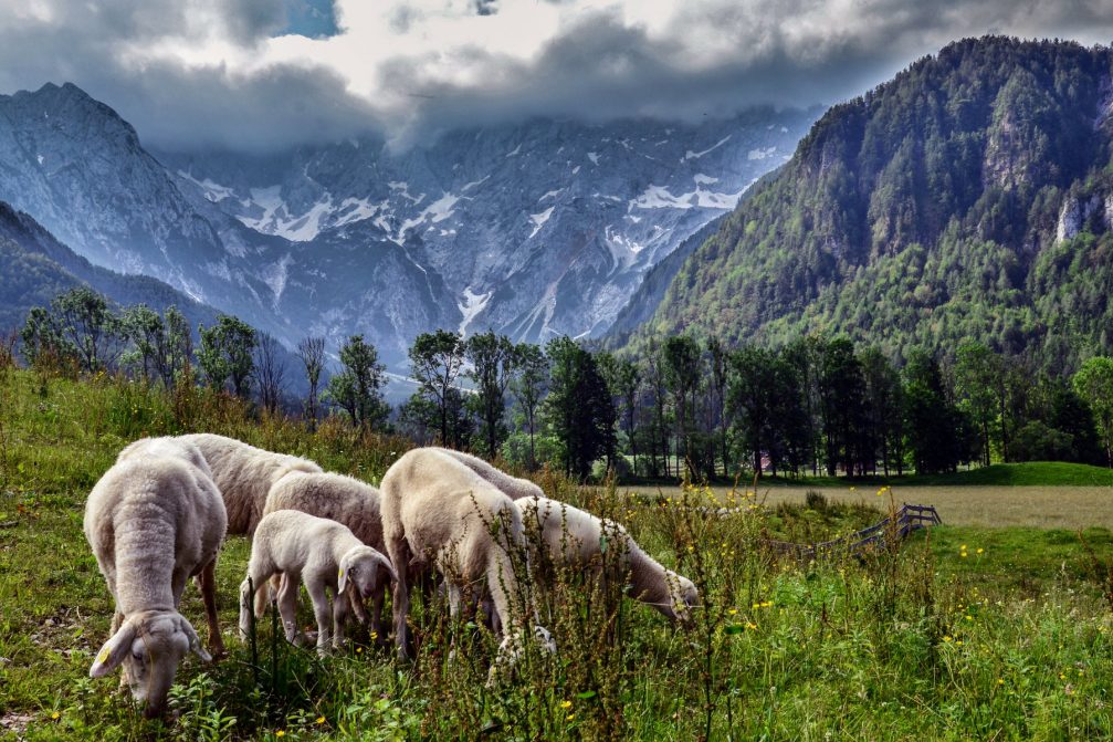 A flock of the indigenous Jezersko-Solcava sheep grazing in high pastures the Jezersko Valley, Slovenia