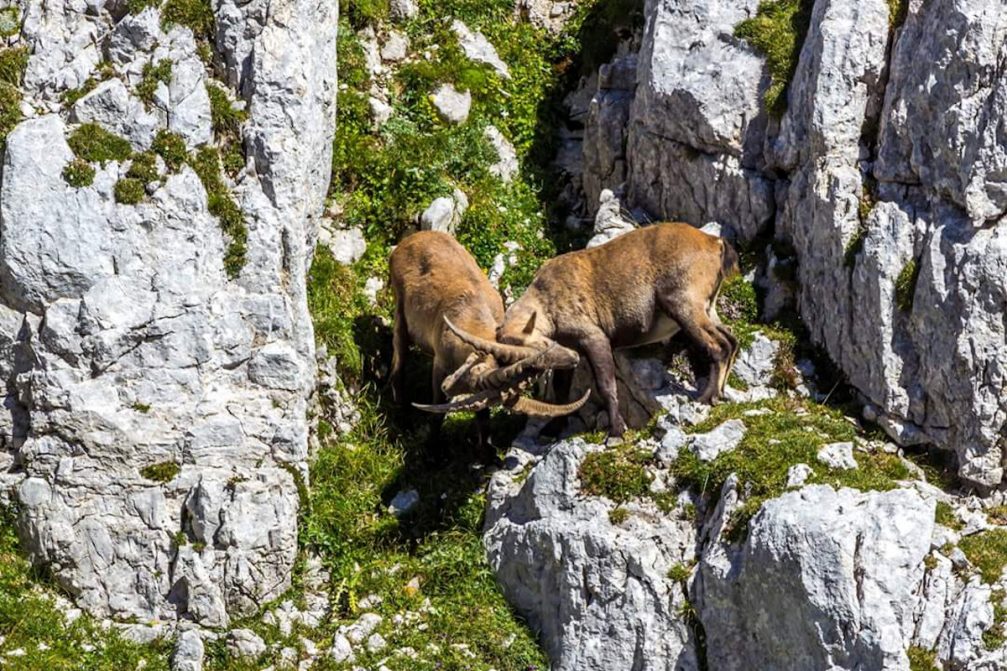 Two male Alpine Ibex fighting in the Julian Alps in Slovenia