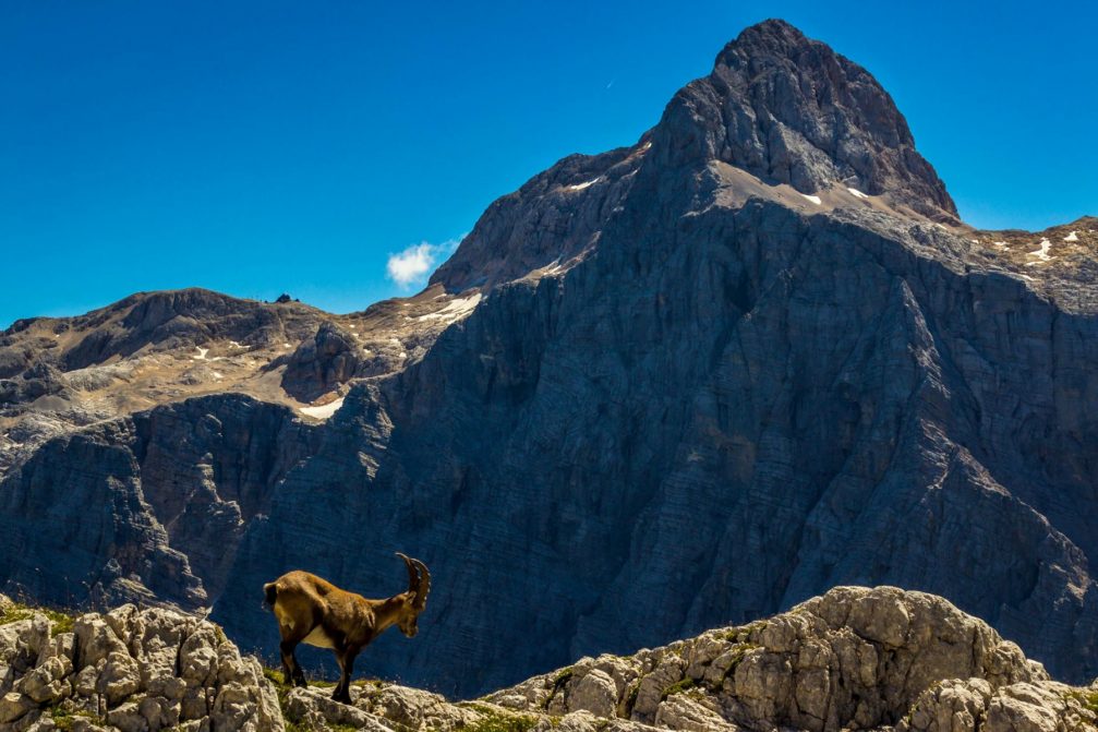 Alpine Ibex in the Julian Alps, Slovenia with Mount Triglav in the background