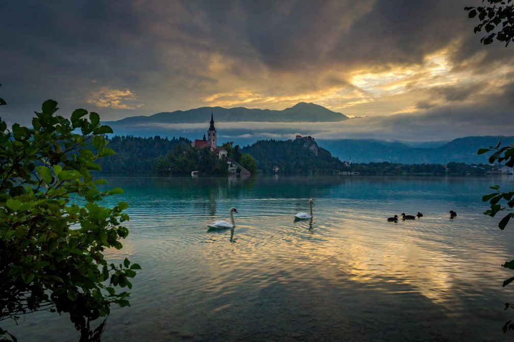 Lake Bled with a group of white swans floating in front of the island