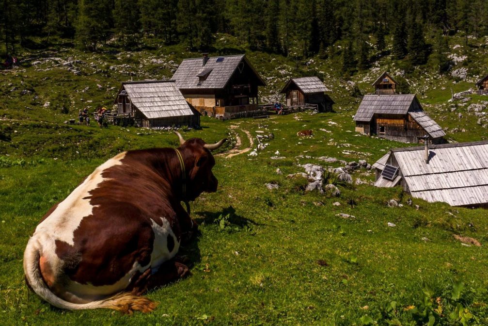 Shepherds huts at the Dedno Polje mountain pasture on the Pokljuka plateau in northwestern Slovenia