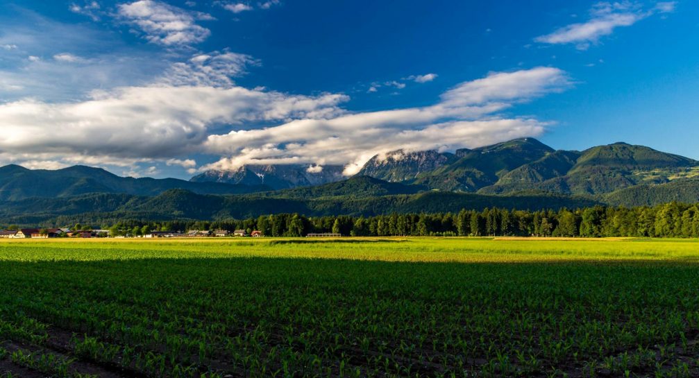 Low angle view of beautiful green corn field in late spring in Praprotna Polica, Slovenia