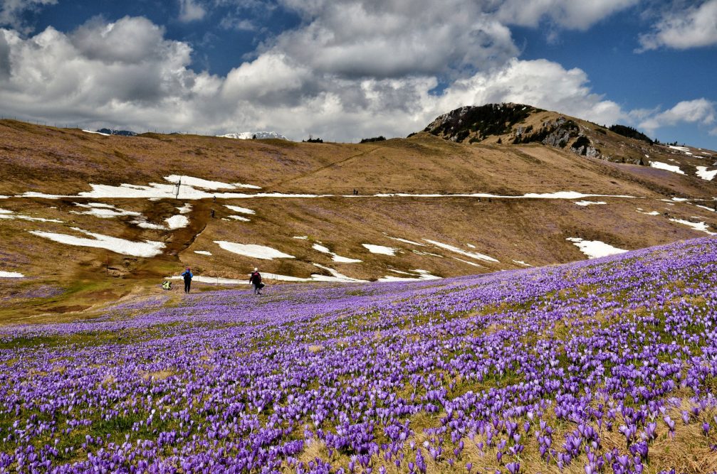 The crocuses are carpeting Velika Planina with purple in spring