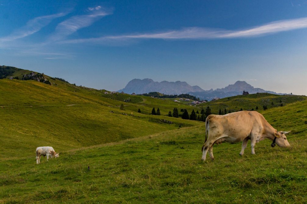 Cows grazing on Velika Planina, a beautiful Alpine pasture in Slovenia