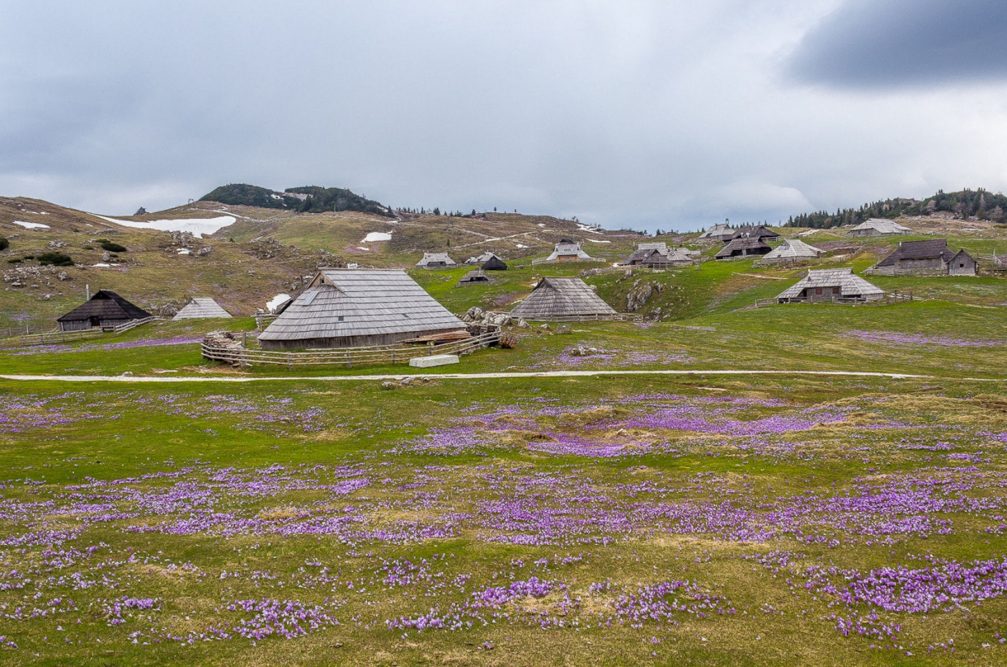 Crocuses blooming all around the herdsmen's huts on Velika Planina in the Kamnik-Savinja Alps