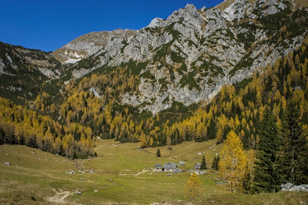 Wooden huts on the Konjscica alpine meadow on the Pokljuka plateau in Slovenia