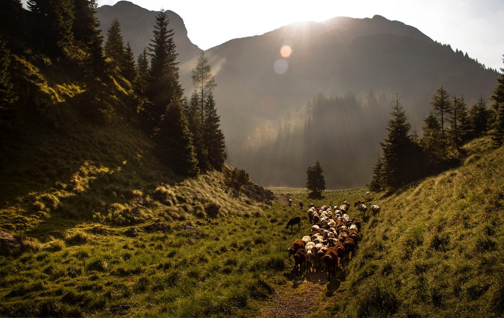 A flock of sheep in the Krnsko area in the Julian Alps in Triglav National Park