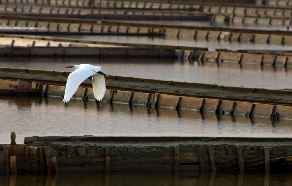 The little egret flying over the Secovlje salt pans on the Adriatic coast of Slovenia