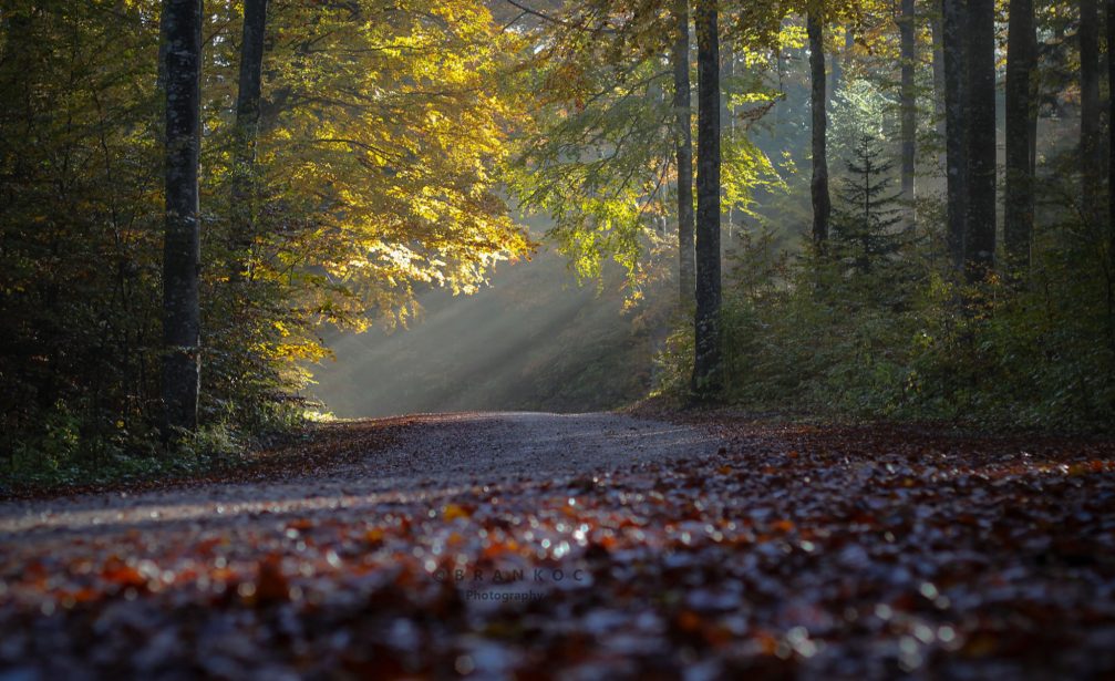 The sun rays shining through the forest in autumn in Slovenia