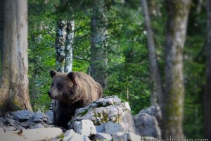 Watching The Slovenian Brown Bear