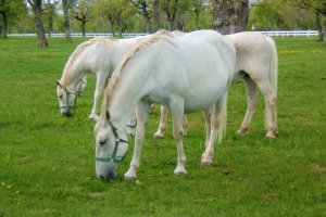 White Horses At Lipica Stud Farm, Slovenia