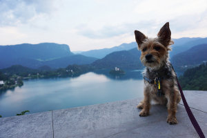 The Small Dogs Guide to Slovenia