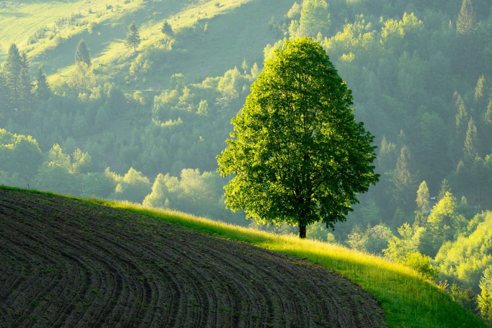 Slovenia countryside with a Linden tree