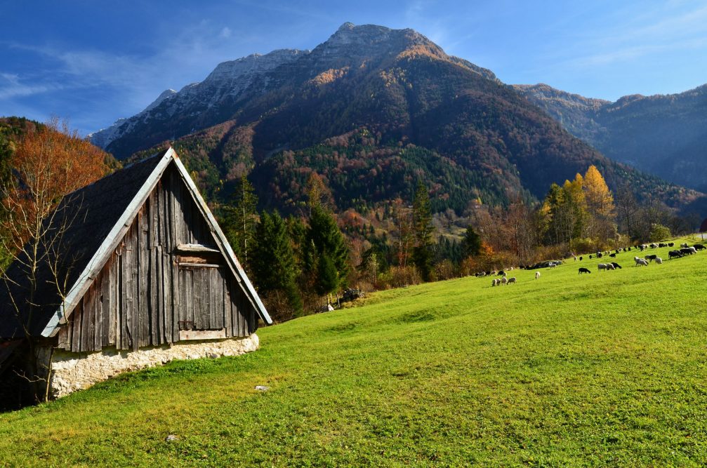 Sheep pasture in the the Trenta Valley in Slovenia