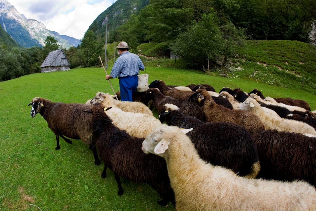 A shepherd leads his flock of sheep to pasture in the Trenta Valley in Slovenia