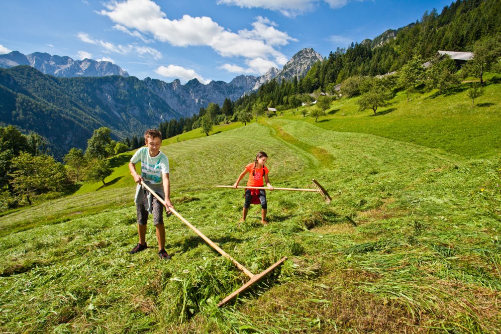 Children participating at farm tasks at the tourist farm in Matkov Kot, Slovenia