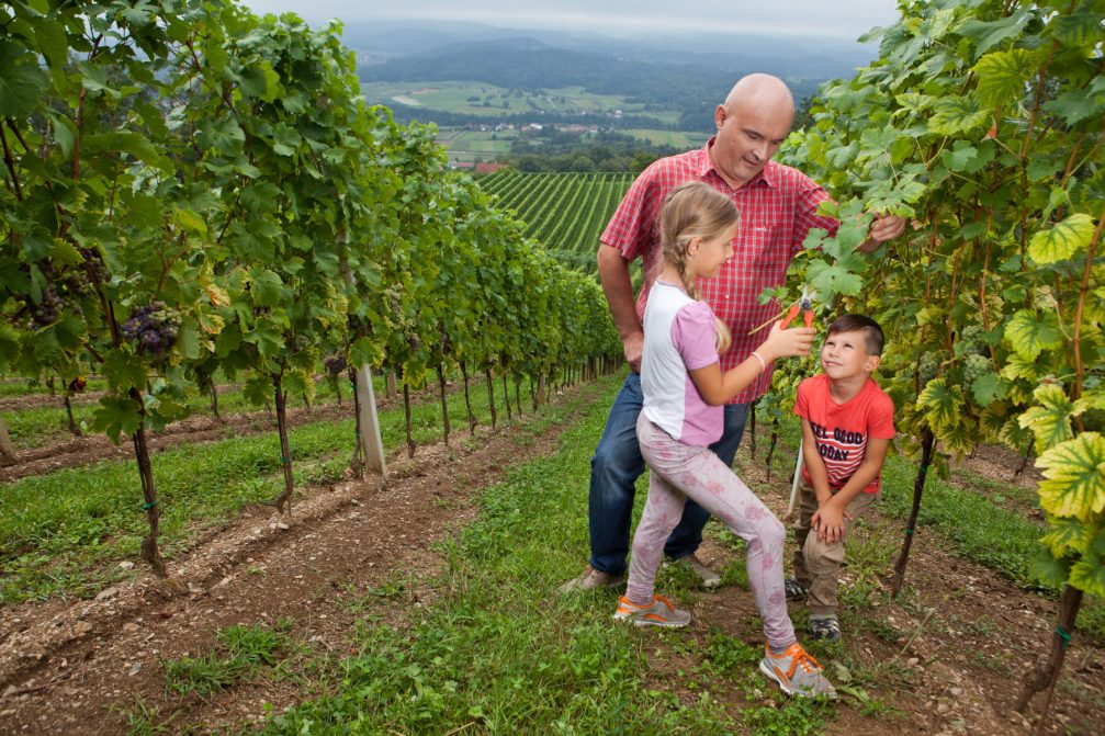 Children trimming vines in a vineyard in Slovenia