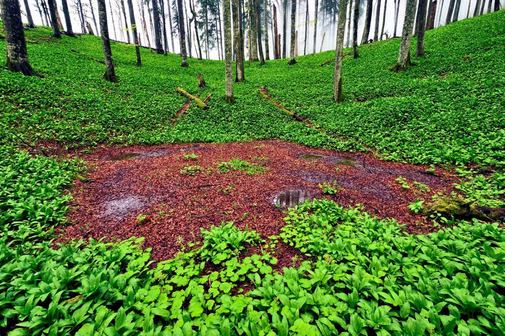 The Krokar virgin forest and the Sneznik-Zdrocle forest reserve in the Kocevje region in southern Slovenia
