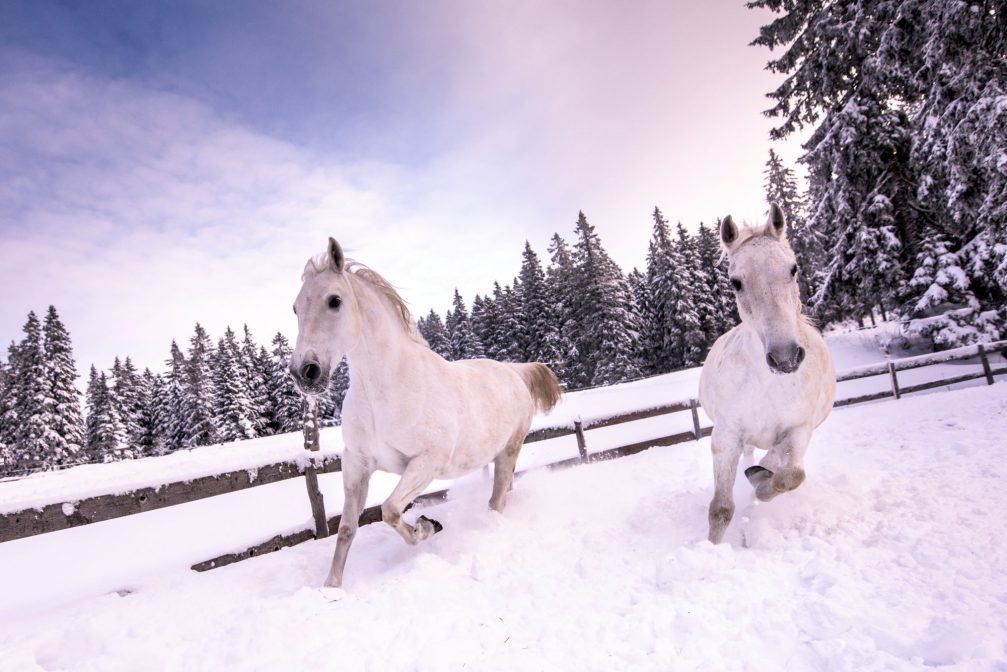 A couple of white horses outside on the snow in winter in Pohorje, Slovenia