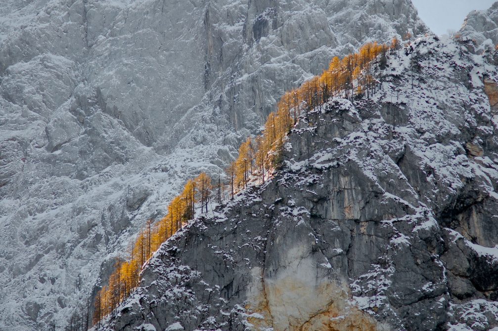 The picturesque larches under Mount Prisank in the Triglav National Park in Slovenia