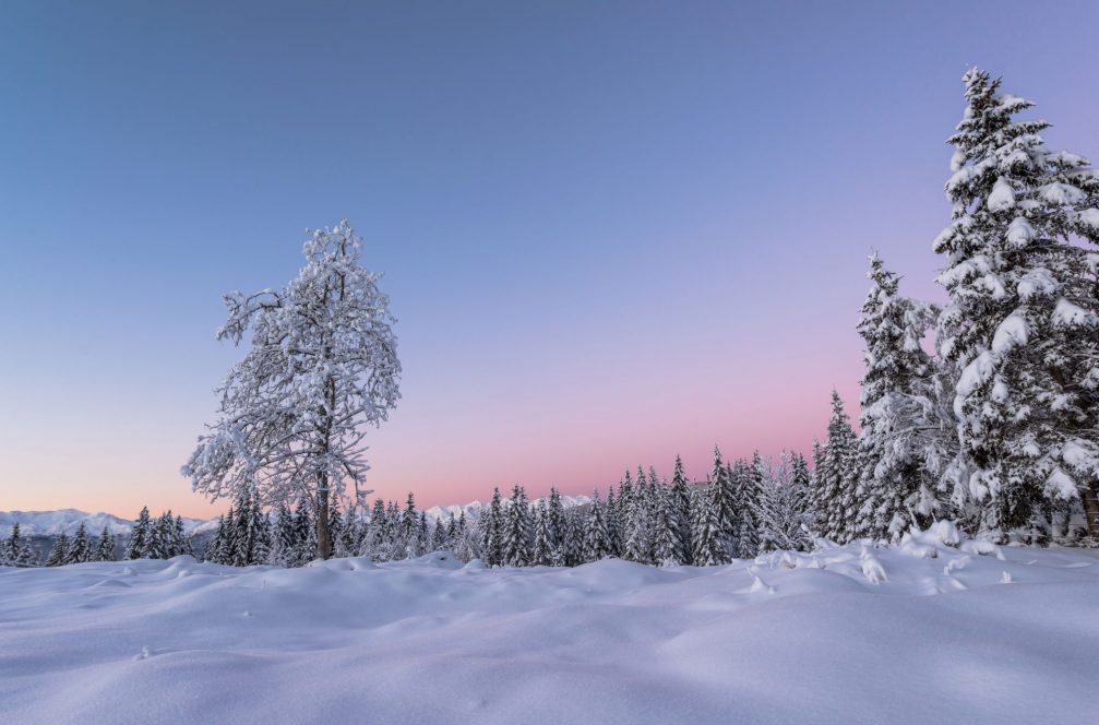 Early morning at the Pokljuka Plateau in winter with a thick layer of fresh snow