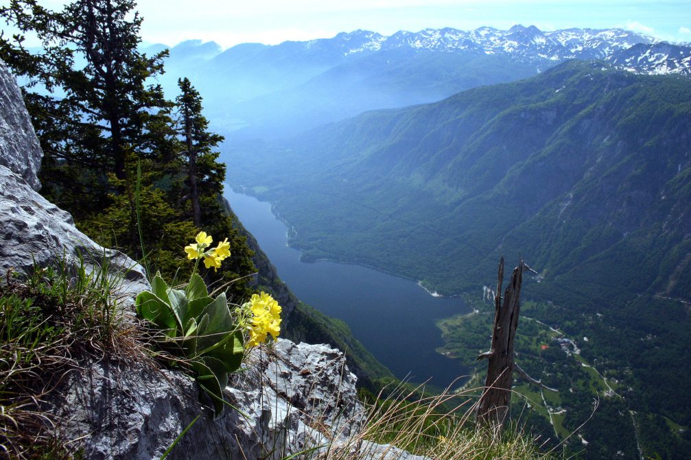 An elevated view of Lake Bohinj from the circular hiking trail