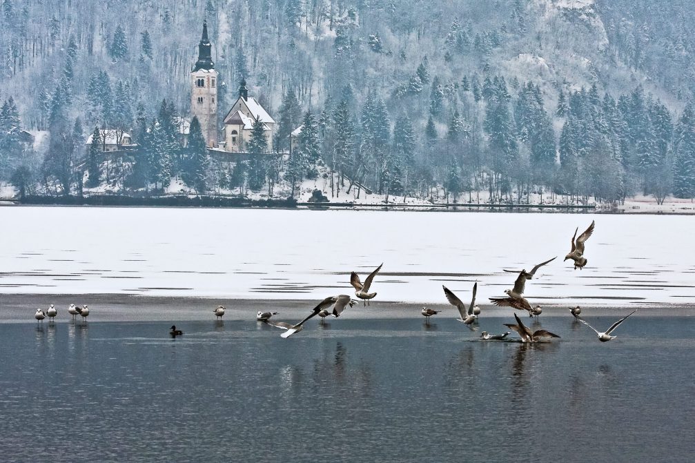 Partially frozen Lake Bled in Slovenia in the winter time