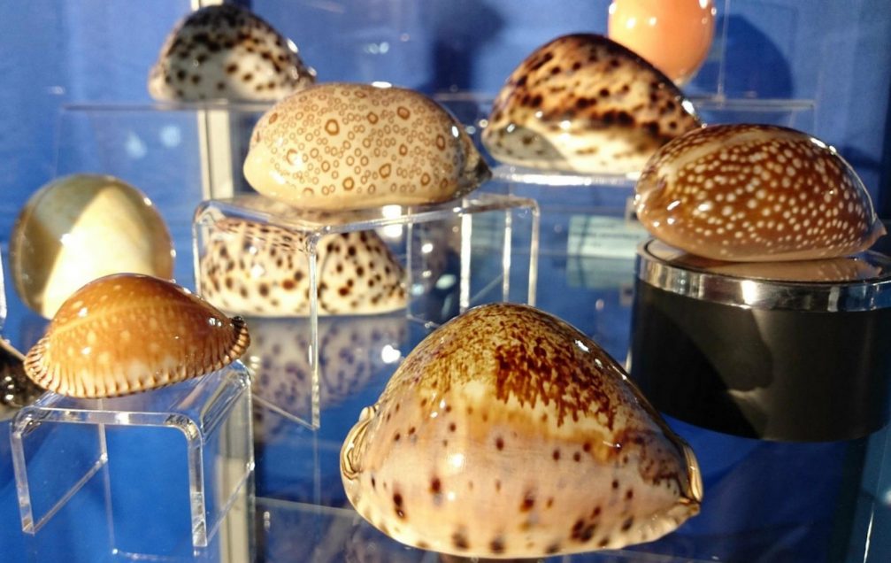 A collection of cowrie species in the Piran Shell Museum