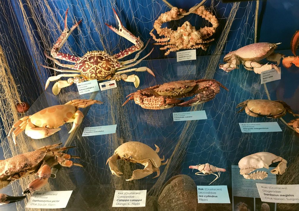 A collection of crab shells in the Piran Shell Museum