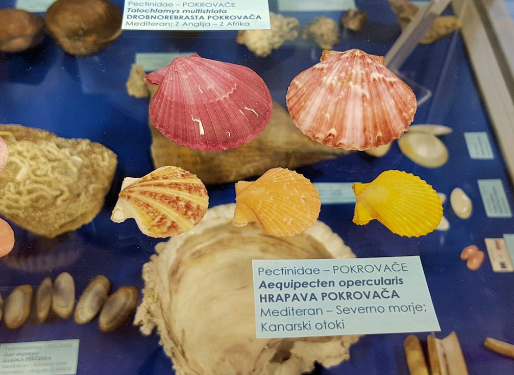 A scallop collection in the Piran Shell And Snail Museum