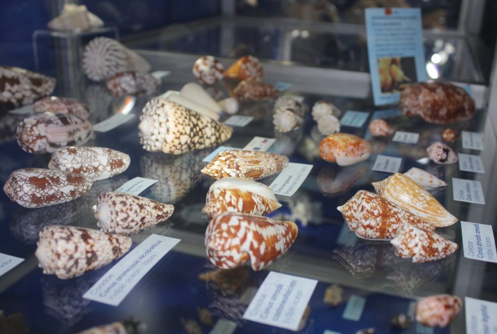 A collection of sea snails in the Piran Shell and Snail Museum