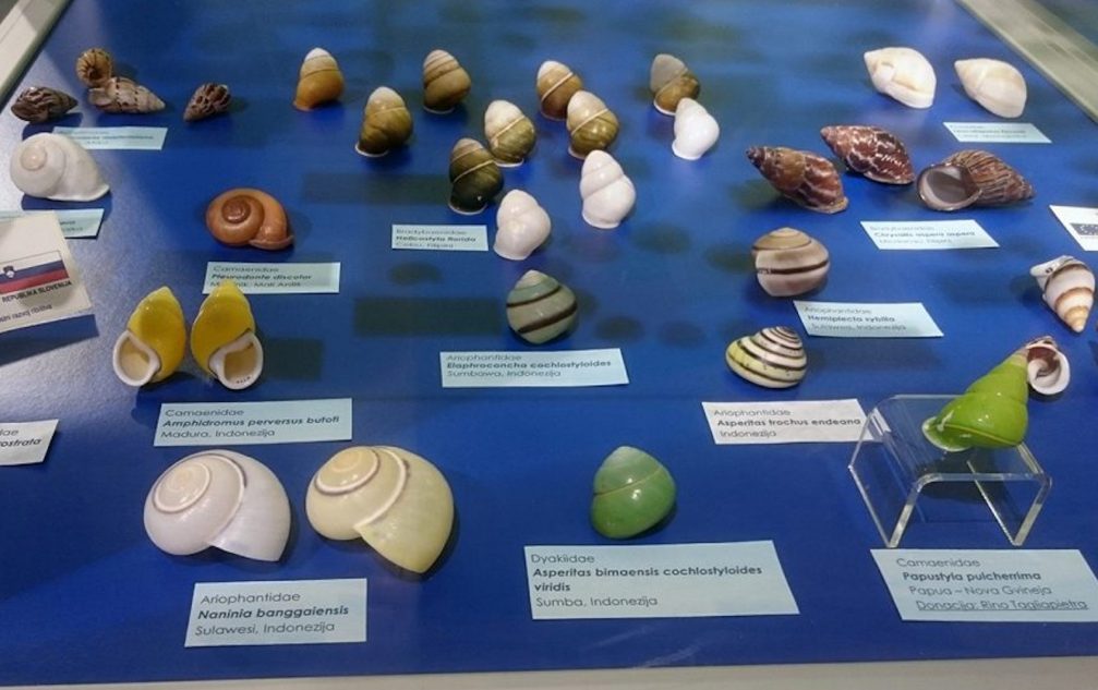 A well displayed exhibition of sea snail shells in the Piran Shell And Snail Museum