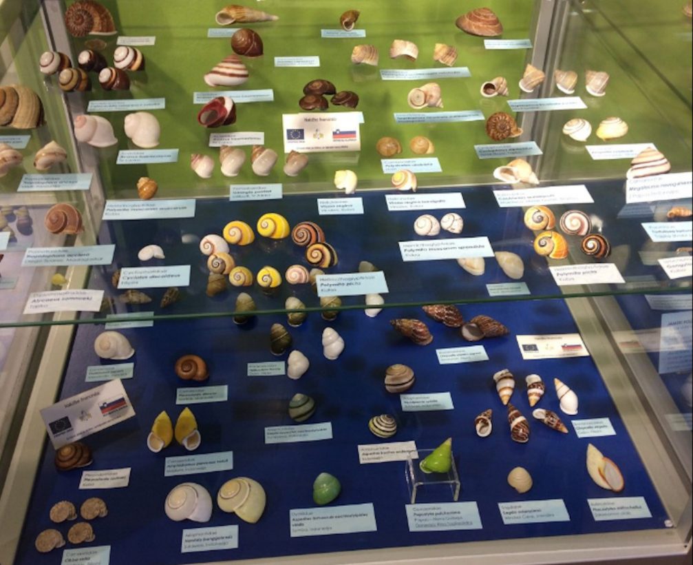 A collection of sea snail shells in the Piran Shell And Snail Museum