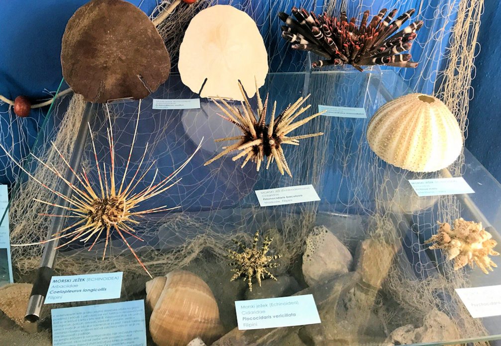 A collection of sea urchin shells in the Piran Shell Museum