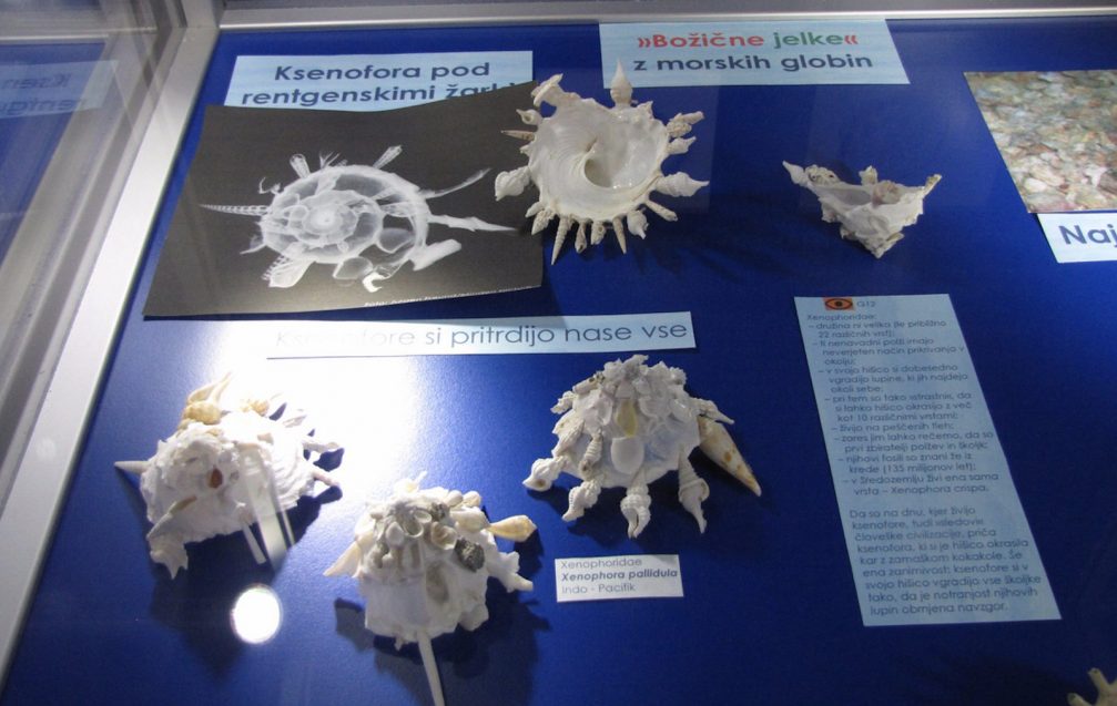 Sea snail shells in the Magical World of Shells permanent exhibition in the Piran Shell Museum