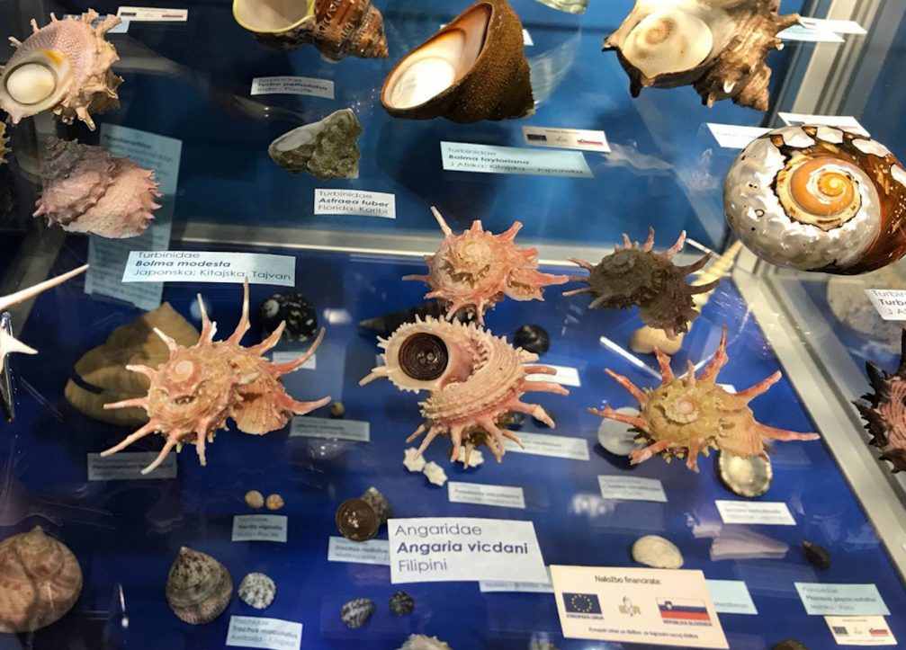 Rare and unique mollusks from all around the world in the Piran Shell Museum