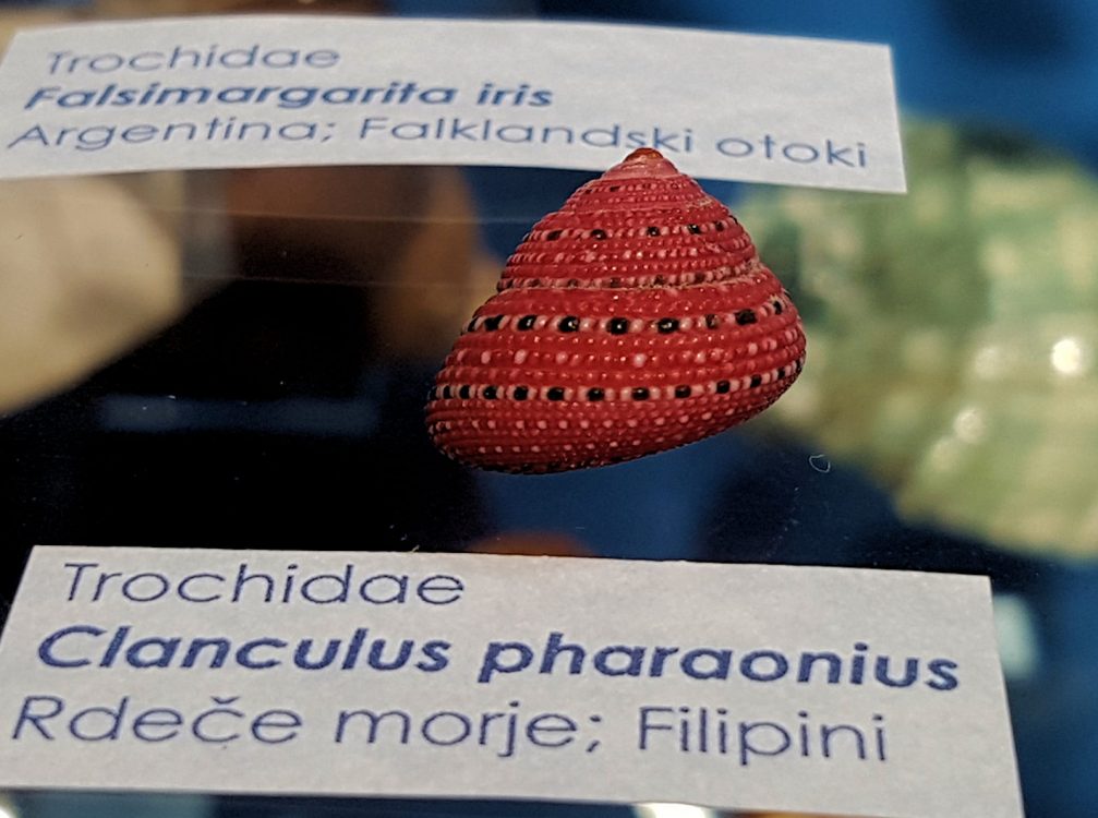 Clanculus pharaonius, also known as the strawberry top shell in the Piran Shell Museum