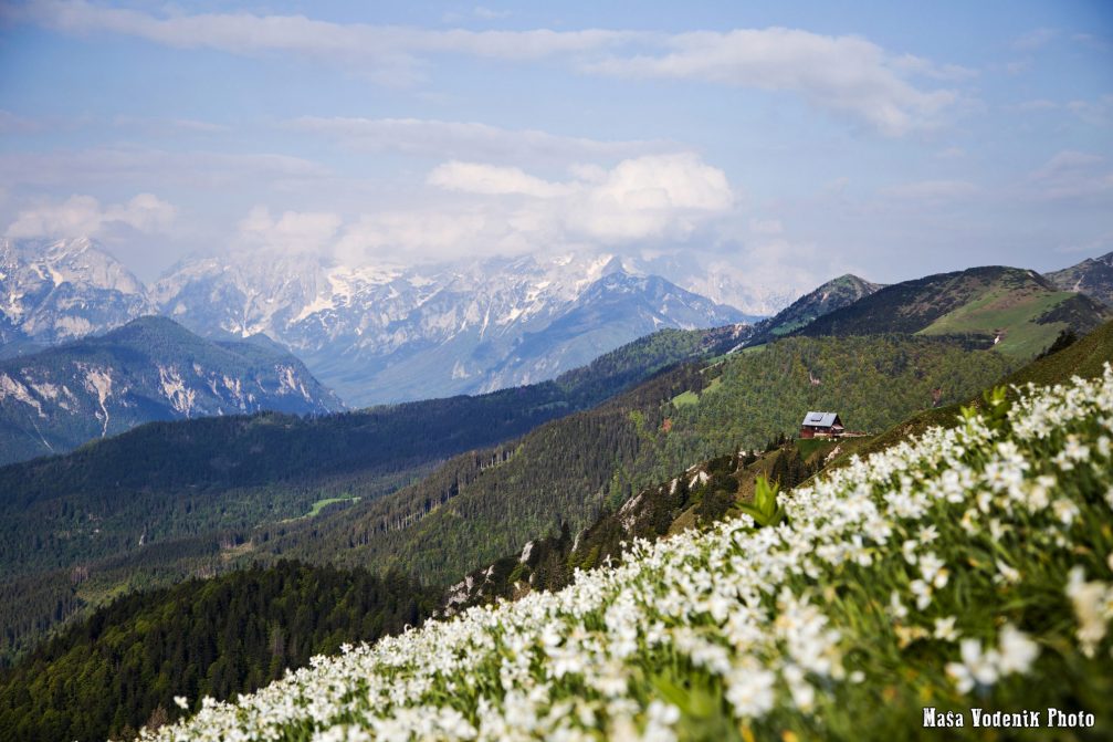 An elevated view towards the Koca Na Golici mountain hut with the Julian Alps in the background