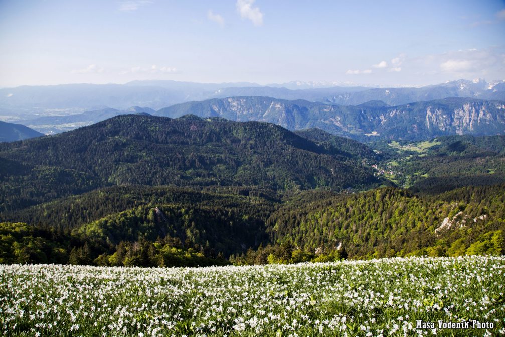 White daffodil flowers blooming in spring