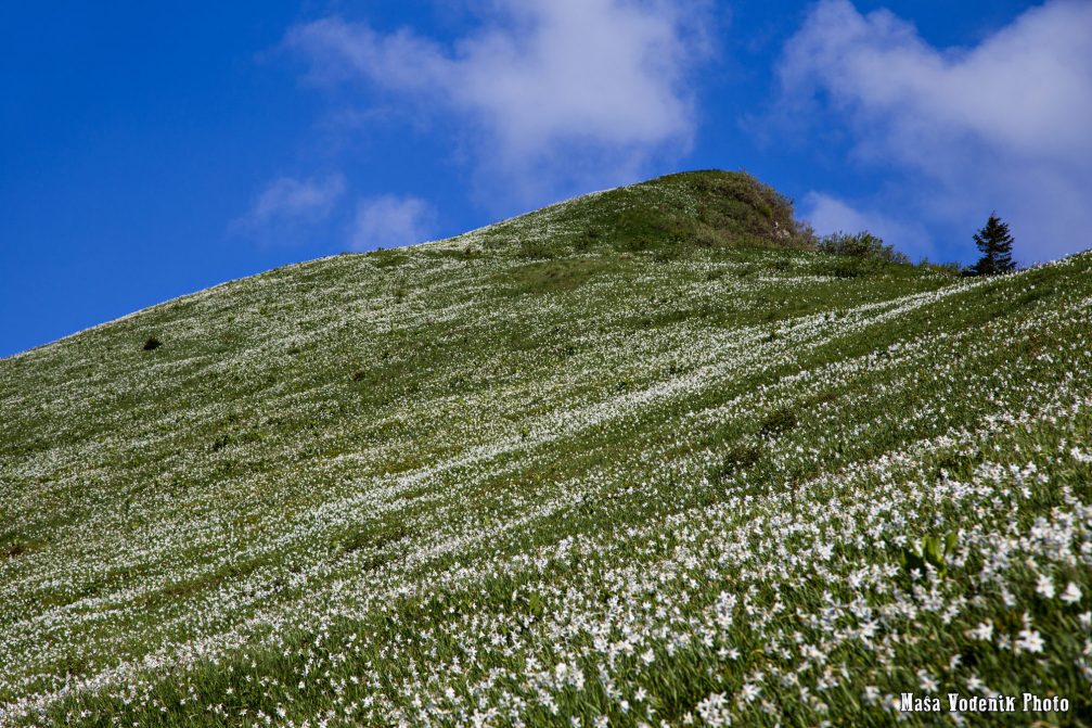 Meadows under Mount Golica covered in a beautiful white blanket of daffodils