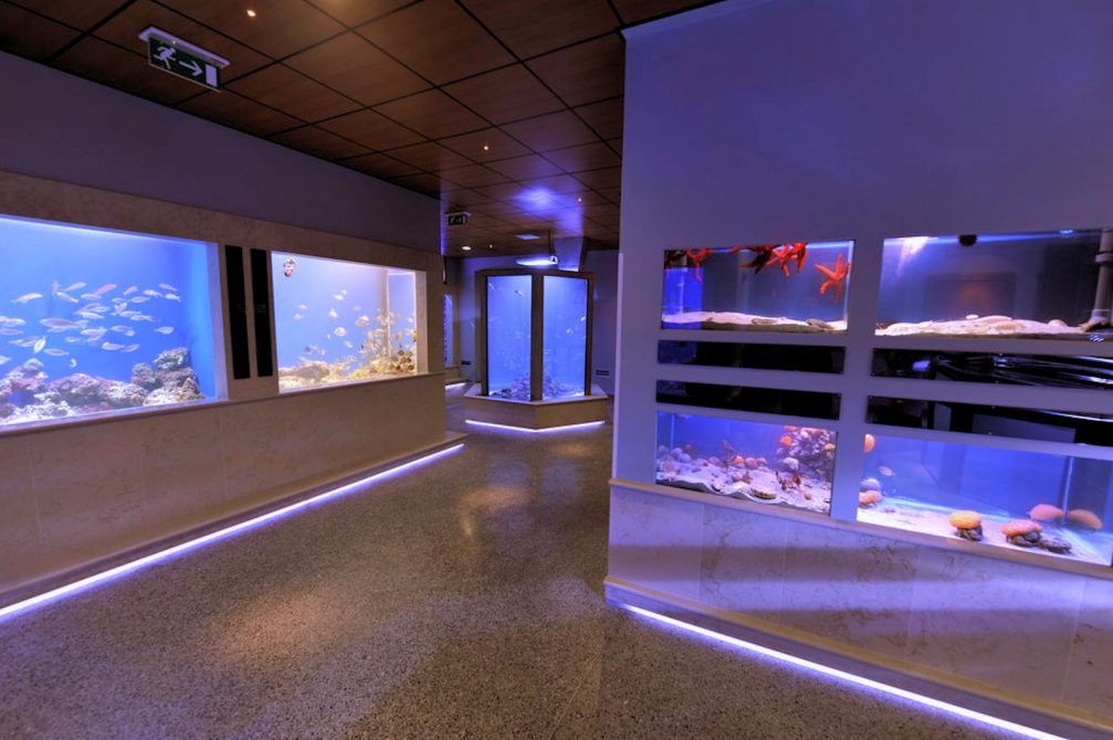 Piran Aquarium focusing on local marine animals