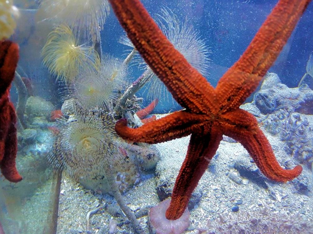 One of the aquarium tanks at the Piran Aquarium in Slovenia