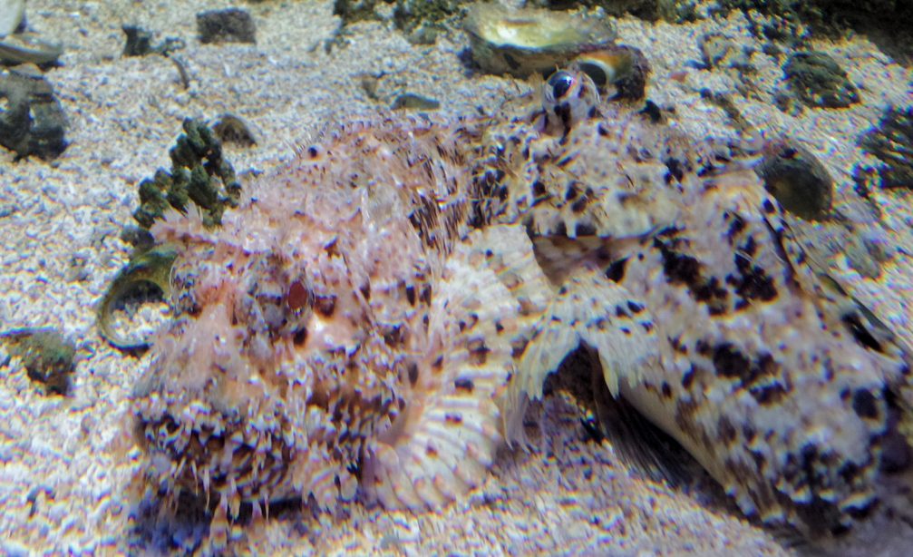 A tank with stonefish at the Piran Aquarium in Slovenia