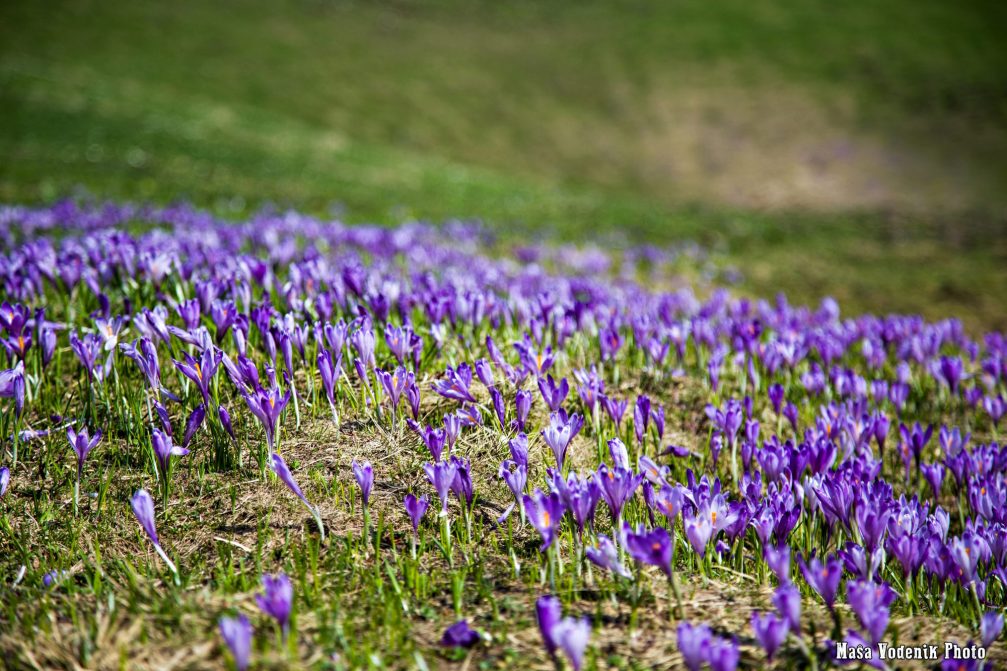 The wild growing crocuses carpeting Velika Planina with purple