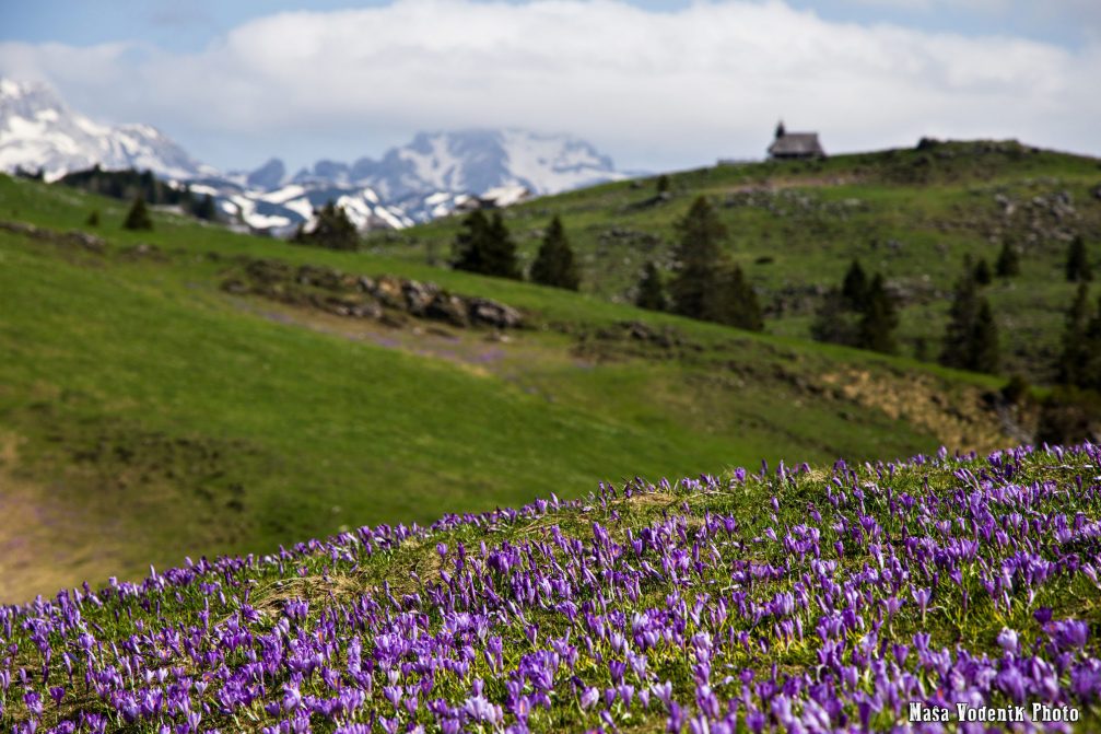 Crocuses carpeting Velika Planina with purple in spring