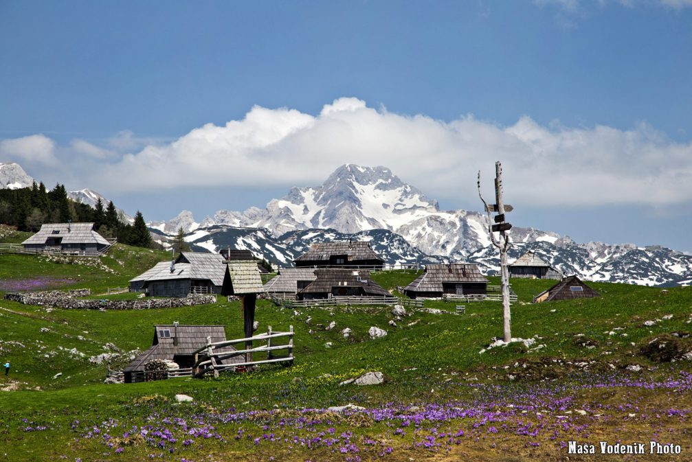 Velika Planina in spring with crocuses covering the meadows like a purple carpet